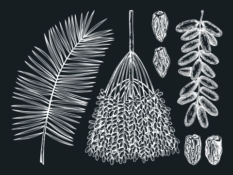Hand-sketched date illustrations on chalkboard. Hand drawn leaves, fresh and dried fruits, branch, palm sketches set. Vintage dehydrated date fruits in engraved style. Delicious healthy food dessert. 